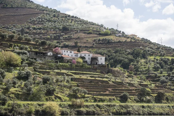 EUROPA PORTOGALLO DOURO RIVER WINERY — Foto Stock