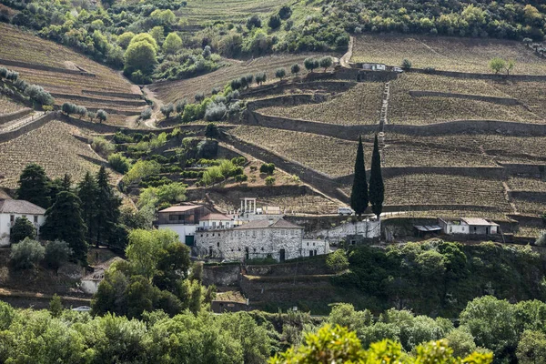 EUROPA PORTOGALLO DOURO RIVER WINERY — Foto Stock