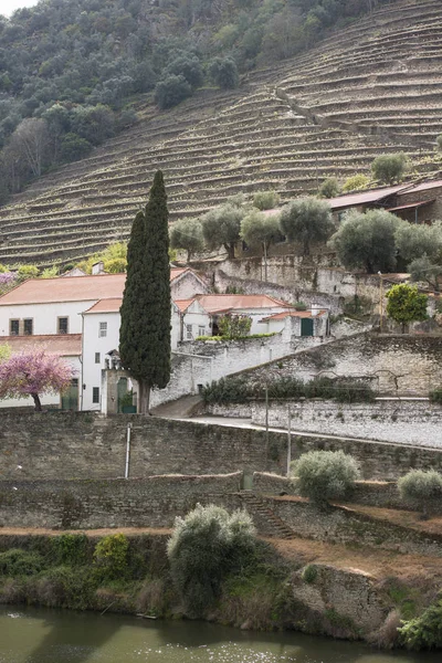 Avrupa Portekiz Douro Nehri Şaraphane — Stok fotoğraf