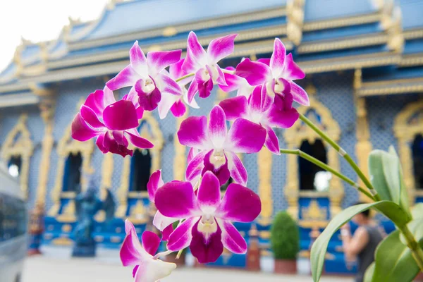 Orchid Flowers City Chiang Rai North Thailand Thailand Chiang Rai — Stock Photo, Image