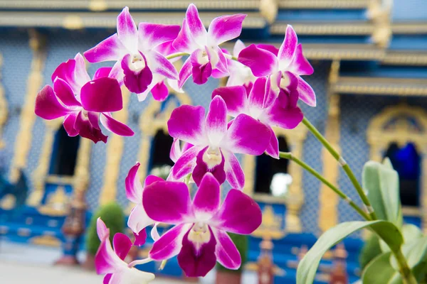 Orchid Flowers City Chiang Rai North Thailand Thailand Chiang Rai — Stock Photo, Image