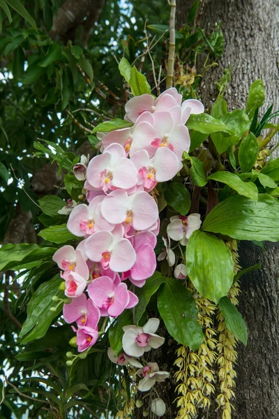 北タイのチェンマイ ライの蘭の花 チェンライ 2019年11月 — ストック写真