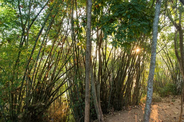Bambu Plantas Rio Mekong Cidade Sop Ruak Norte Cidade Chiang — Fotografia de Stock
