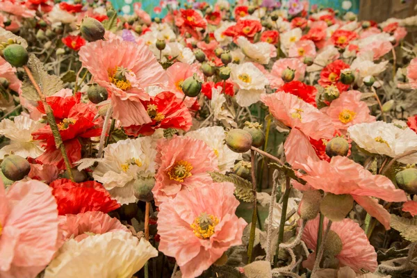 Fleurs Opium Pas Réelles Musée Opium Maison Opium Dans Ville — Photo