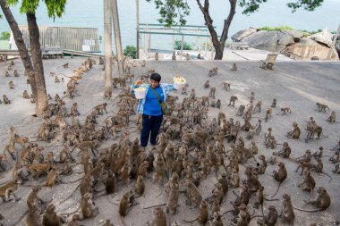 Maymunlar Tayland 'daki Hua Hin şehrinin yakınındaki Wat Khao Takiap ya da Maymun Tapınağında besleniyorlar. Tayland, Hua Hin, Kasım 2019