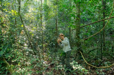 Kaeng Krachan Milli Parkı 'ndaki yağmur ormanları Tayland' ın Phetchaburi ilindeki Phetchaburi şehrinin batısında yer alır. Tayland, Phetburi, Kasım 2019