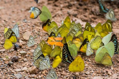 wild butterfly at the Kaeng krachan Nationalpark west the city of Phetchaburi or Phetburi in the province of Phetchaburi in Thailand.   Thailand, Phetburi, November, 2019 clipart