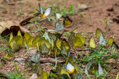 Tayland 'ın Phetchaburi eyaletinde yer alan Phetchaburi şehrinin batısındaki Kaeng Krachan Nationalpark' ta vahşi kelebek. Tayland, Phetburi, Kasım 2019