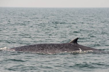 Tayland Körfezi 'nde Phetchaburi veya Phetchaburi kenti yakınlarındaki Ban Laem Bölgesi' nde bir balina gezisini izliyor. Tayland, Phetburi, Kasım 2019