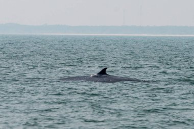 Tayland Körfezi 'nde Phetchaburi veya Phetchaburi kenti yakınlarındaki Ban Laem Bölgesi' nde bir balina gezisini izliyor. Tayland, Phetburi, Kasım 2019
