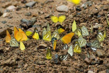 Tayland 'ın Phetchaburi eyaletinde yer alan Phetchaburi şehrinin batısındaki Kaeng Krachan Nationalpark' ta vahşi kelebek. Tayland, Phetburi, Kasım 2019
