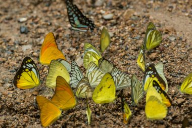 Tayland 'ın Phetchaburi eyaletinde yer alan Phetchaburi şehrinin batısındaki Kaeng Krachan Nationalpark' ta vahşi kelebek. Tayland, Phetburi, Kasım 2019