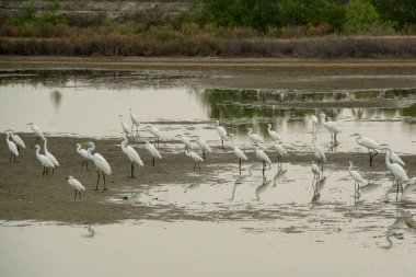 Tayland 'ın Phetchaburi ilinin Phetchaburi ilçesi yakınlarındaki Ban Laem bölgesinde vahşi kuşlar. Tayland, Phetburi, Kasım 2019