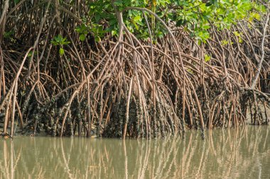 Tayland 'ın Phetchaburi iline bağlı Phetchaburi kenti yakınlarındaki Ban Laem Bölgesi' nde bir nehir kıyısındaki mangrov ormanı. Tayland, Phetburi, Kasım 2019