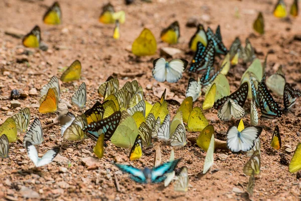 Mariposa Salvaje Kaeng Krachan Nationalpark Oeste Ciudad Phetchaburi Phetburi Provincia — Foto de Stock