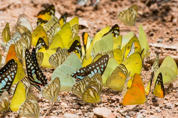 Wild Butterfly Kaeng Krachan Nationalpark West City Phetchaburi Phetburi Province — Stock Photo, Image