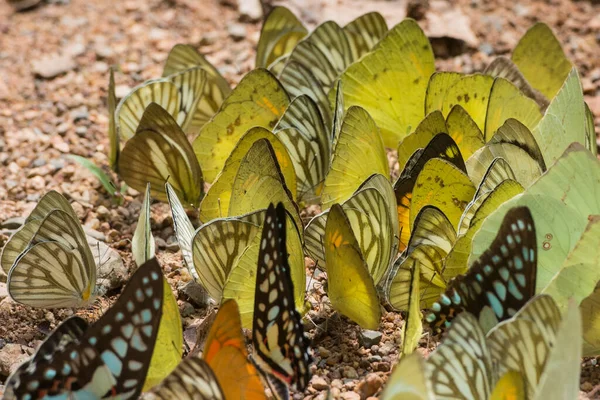 Papillon Sauvage Kaeng Krachan Nationalpark Ouest Ville Phetchaburi Phetburi Dans — Photo