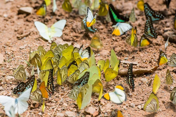 Wild Butterfly Kaeng Krachan Nationalpark West City Phetchaburi Phetburi Province — Stock Photo, Image