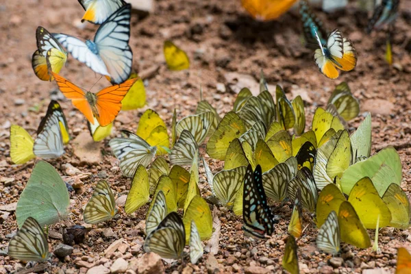 Borboleta Selvagem Kaeng Krachan Nationalpark Oeste Cidade Phetchaburi Phetburi Província — Fotografia de Stock