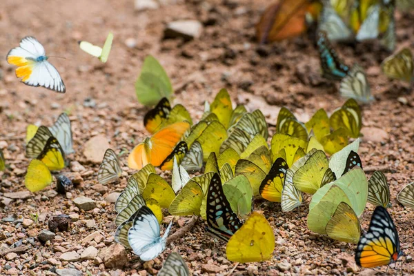 Papillon Sauvage Kaeng Krachan Nationalpark Ouest Ville Phetchaburi Phetburi Dans — Photo