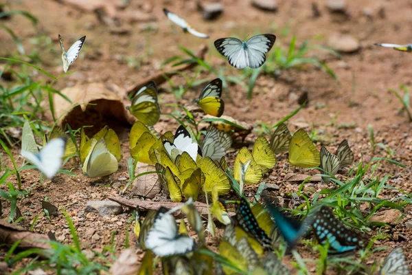 Wilder Schmetterling Kaeng Krachan Nationalpark Westlich Der Stadt Phetchaburi Oder — Stockfoto