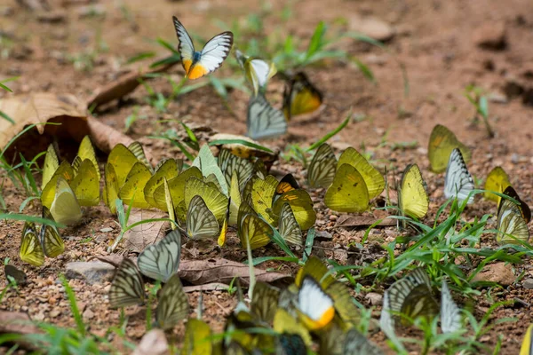 Mariposa Salvaje Kaeng Krachan Nationalpark Oeste Ciudad Phetchaburi Phetburi Provincia — Foto de Stock