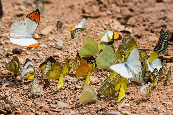 Wild Butterfly Kaeng Krachan Nationalpark West City Phetchaburi Phetburi Province — Stock Photo, Image