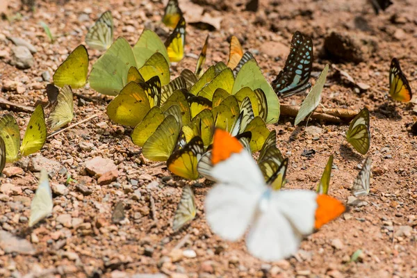 Papillon Sauvage Kaeng Krachan Nationalpark Ouest Ville Phetchaburi Phetburi Dans — Photo