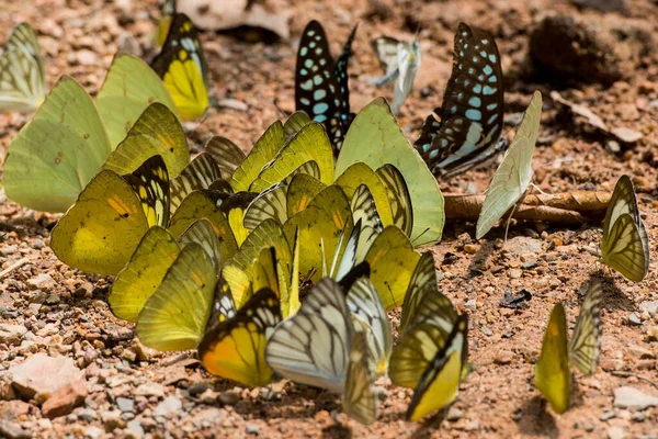 Wilder Schmetterling Kaeng Krachan Nationalpark Westlich Der Stadt Phetchaburi Oder — Stockfoto
