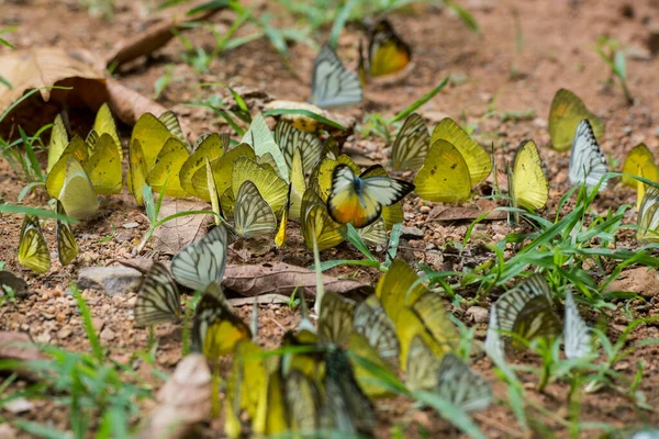 Papillon Sauvage Kaeng Krachan Nationalpark Ouest Ville Phetchaburi Phetburi Dans — Photo