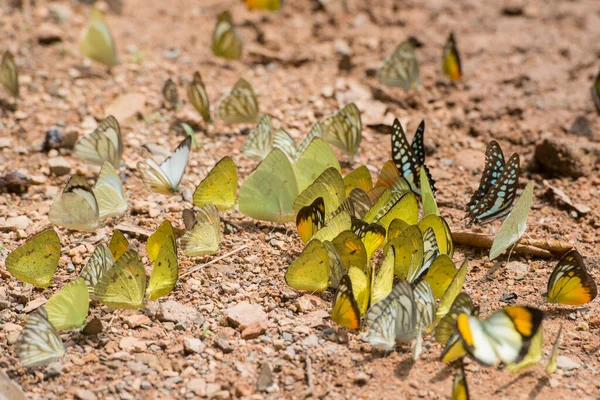Papillon Sauvage Kaeng Krachan Nationalpark Ouest Ville Phetchaburi Phetburi Dans — Photo