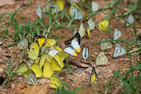 Wilder Schmetterling Kaeng Krachan Nationalpark Westlich Der Stadt Phetchaburi Oder — Stockfoto