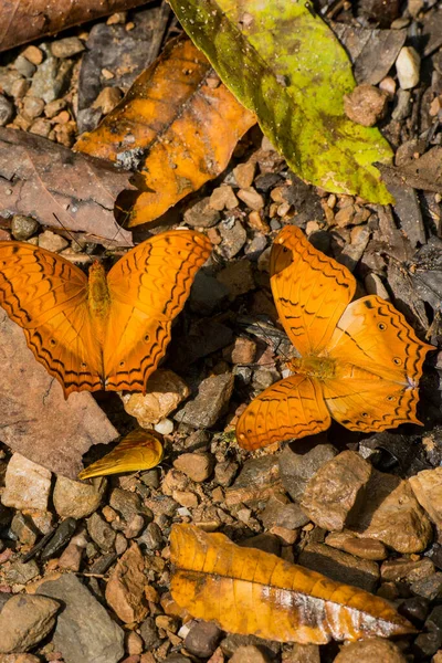 Papillon Sauvage Kaeng Krachan Nationalpark Ouest Ville Phetchaburi Phetburi Dans — Photo