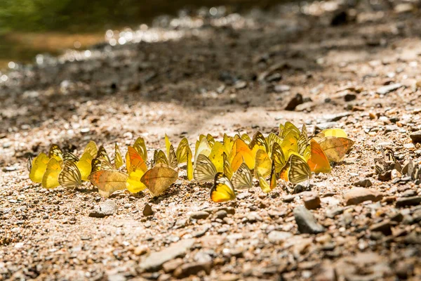 Dziki Motyl Kaeng Krachan National Park Zachód Miasta Phetchaburi Lub — Zdjęcie stockowe