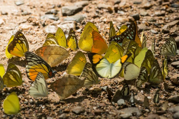 Borboleta Selvagem Kaeng Krachan Nationalpark Oeste Cidade Phetchaburi Phetburi Província — Fotografia de Stock