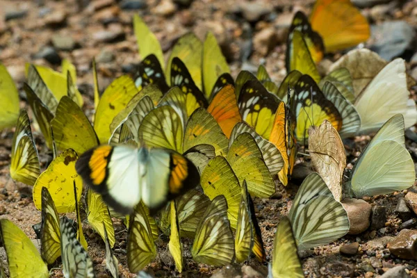 Wild Butterfly Kaeng Krachan Nationalpark West City Phetchaburi Phetburi Province — Stock Photo, Image