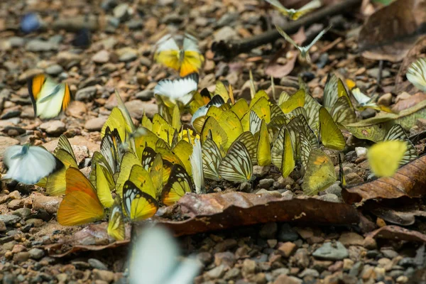 Wilder Schmetterling Kaeng Krachan Nationalpark Westlich Der Stadt Phetchaburi Oder — Stockfoto