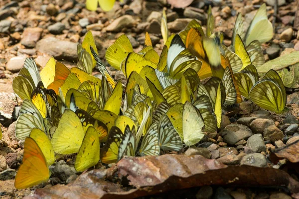 Wilder Schmetterling Kaeng Krachan Nationalpark Westlich Der Stadt Phetchaburi Oder — Stockfoto