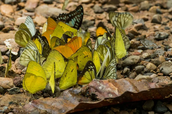 Mariposa Salvaje Kaeng Krachan Nationalpark Oeste Ciudad Phetchaburi Phetburi Provincia — Foto de Stock