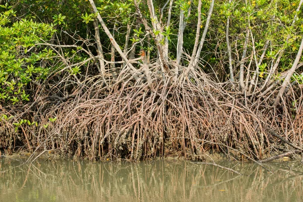Mangrove Skog Flod Distriktet Ban Laem Nära Staden Phetchaburi Eller — Stockfoto
