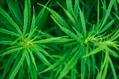 Lao 'nun güneyindeki Don Khong köyündeki ormandaki kenevir bitkileri. Lao, Don Khon, Temmuz 1996