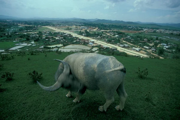 Buffalo Town Phonsavan Province Xieng Khunag Lao North Lao Lao — Stock Photo, Image