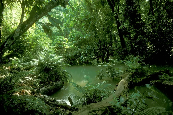 Natureza Floresta Tropical Planalto Bolaven Perto Cidade Pakse Província Champasak — Fotografia de Stock