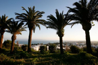 Sidi Bou Eski Kasabası 'ndaki Palmtrees Tunus' un kuzeyindeki Tunus şehri yakınlarında, Tunus, Sidi Bou Said, Mart 2009