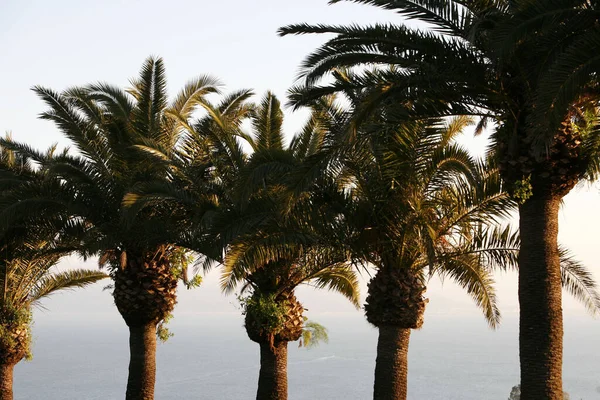 Palmtrees Old Town Sidi Bou Said City Tunis North Tunisia — Fotografia de Stock