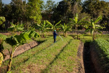 Tayland 'ın Ubon Ratchathani ilindeki Buda Sathan Ratchathani Asoke Köyü' nde bir bahçe. Tayland, Khemmarat, 27 Kasım 2023