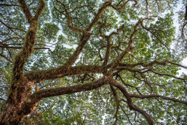 Tayland 'ın Ubon Ratchathani ilindeki Khong Chiam kasabasında büyük bir ağaç. Tayland, Khong Chiam, 27 Kasım 2023