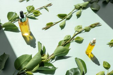 Kozmetik esanslı cam şişe, yeşil arka planda taze yeşil dallar ve yapraklar. Organik doğal ürün. Düz yatış, üst görünüm.