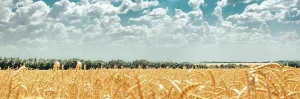 Pozadí Sklizně Pšeničných Polí Modré Nebe Mraky Nápis — Stock fotografie