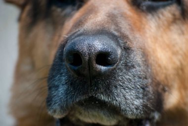 Köpek burun atış kapatın